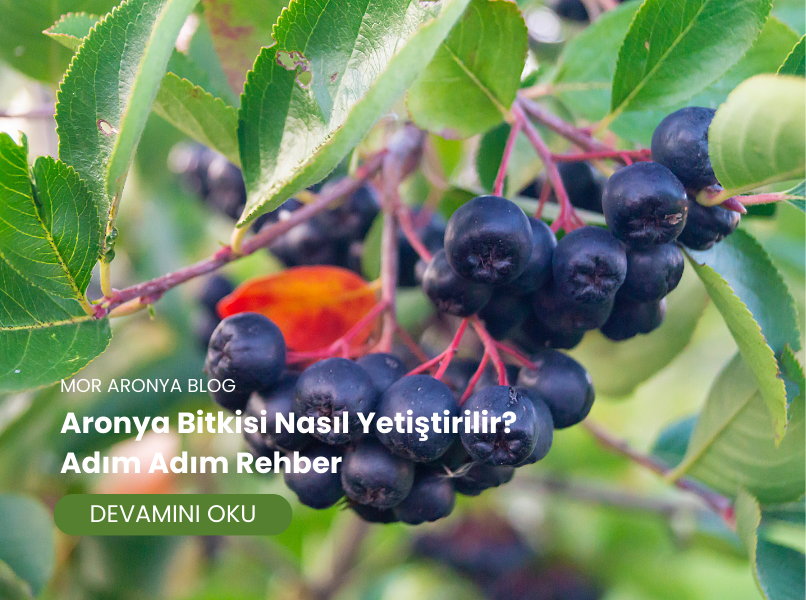 Aronya Bitkisi Nasıl Yetiştirilir? Adım Adım Rehber