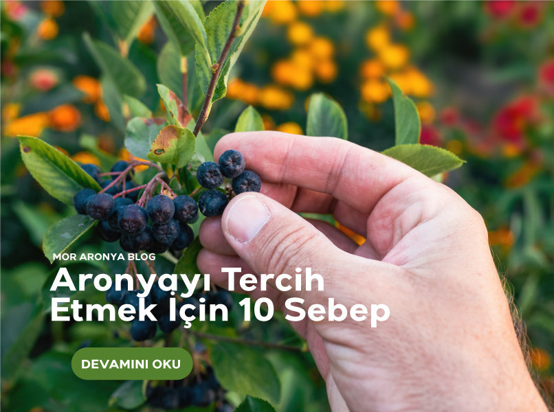 Aronyayı Tercih Etmek için 10 Sebep