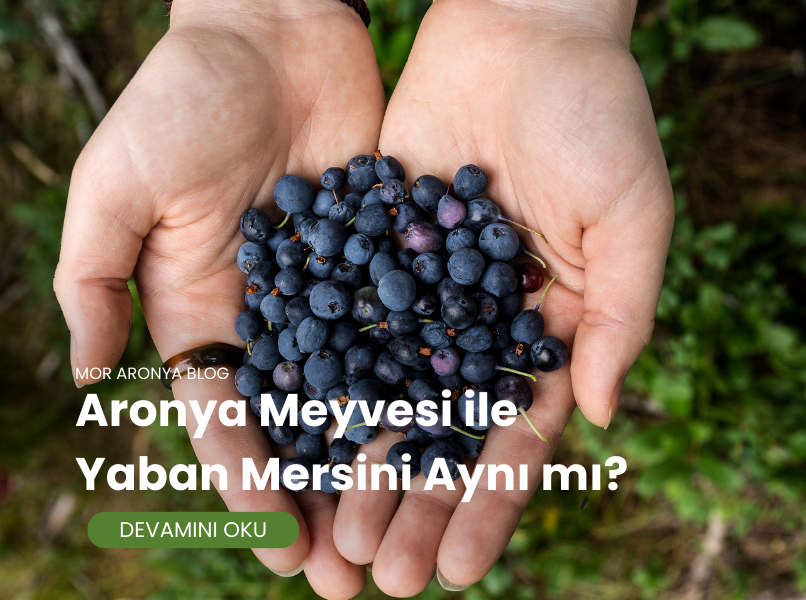 Aronya Meyvesi ile Yaban Mersini Aynı mı?