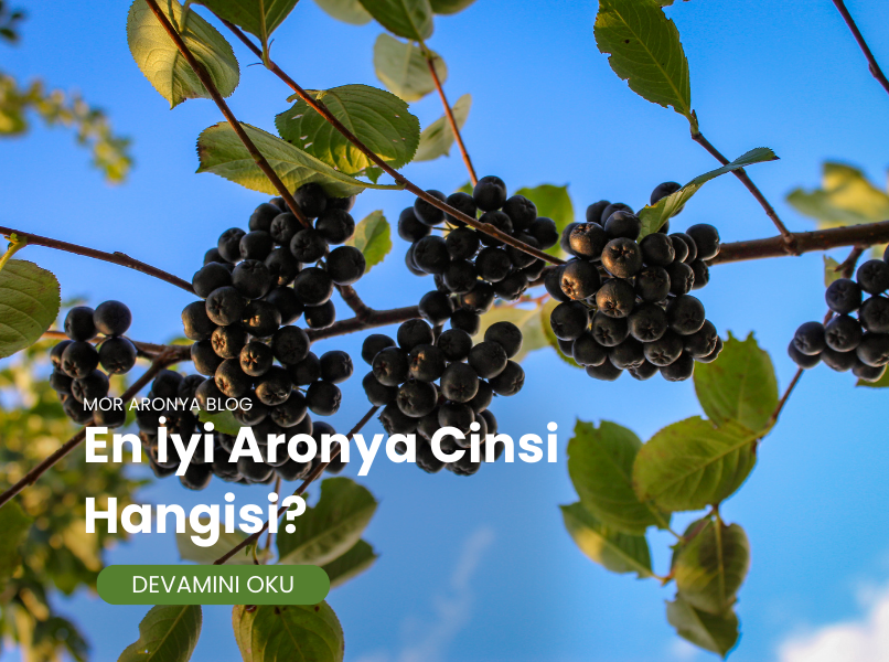 En İyi Aronya Cinsi Hangisi?