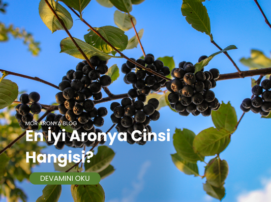 En İyi Aronya Cinsi Hangisi?