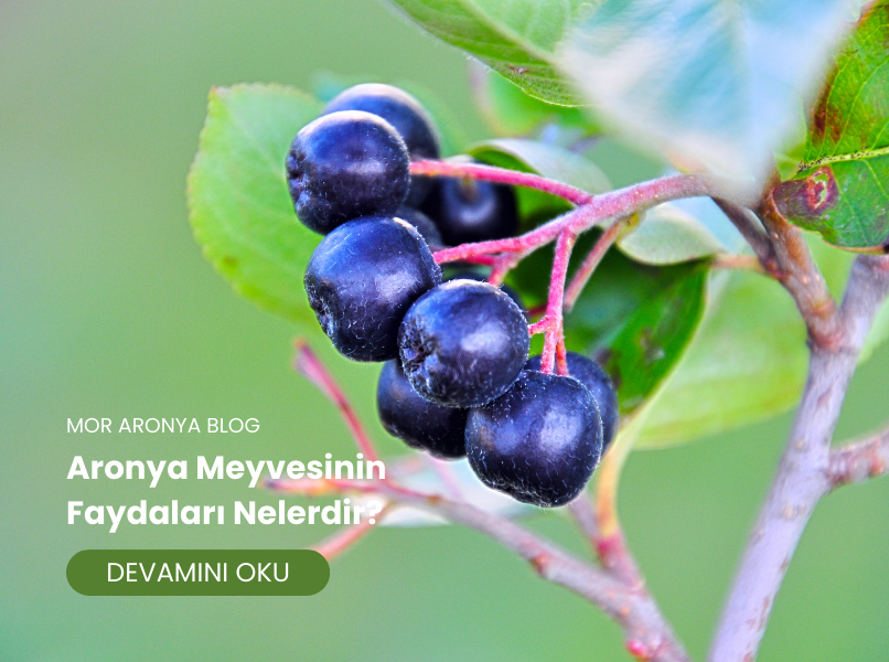Aronya Meyvesinin Faydaları Nelerdir?