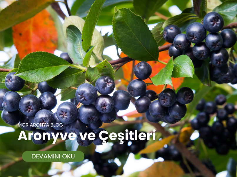 Aronya ve Aronya Türleri