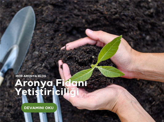 Aronya Fidanı Yetiştiriciliği