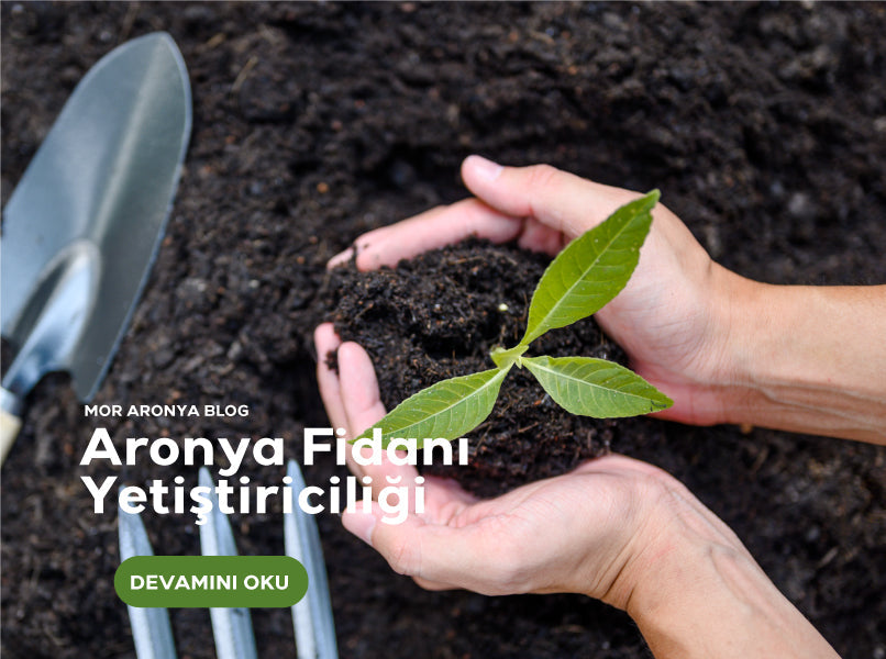 Aronya Fidanı Yetiştiriciliği