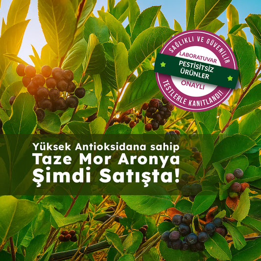Taze Aronya Meyvesi 1 Kg
